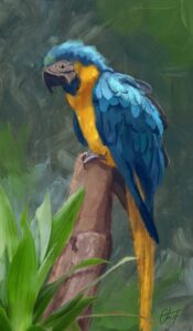 Parrot illustration
